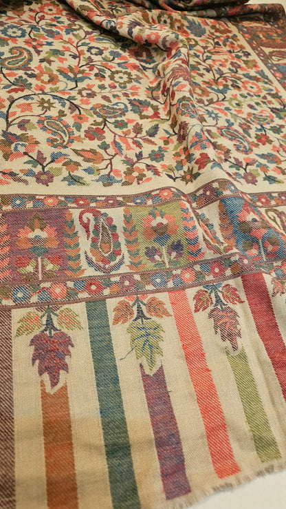 Tabrizi kaani: Pashmina